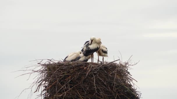 White Storks Nesting Big Stork Nest Young Stork Hatching Breeding — Stock Video