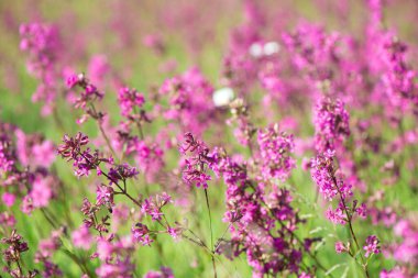 İvan çayı, Haziran 'da güneşli bir günde ormandaki bir çayırda çiçek açar. Güzel kır çiçekleri arka planı. Yaz doğası.