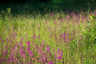 Arılar Ivan 'ın pembe çiçeklerinde polen toplar. Çiçek açan Sally' nin çayı ya da yaz sabahları ateş otu. Doğa arkaplanı, yakın plan