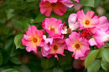 Siyah arka planda güzel kırmızı bir gül. Çiçek açan pembe gül yaprakları, yakın plan. Tatil, aşk, doğum günü. Bud yakın plan..