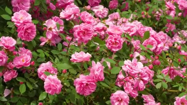 Linda Rosa Vermelha Fundo Preto Pétalas Flor Rosa Blooming Flor — Vídeo de Stock