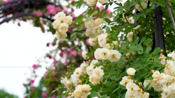 Kvetoucí Keř Růží Ranní Zahradě Čerstvé Bílé Květy Kvetou Zelených — Stock video