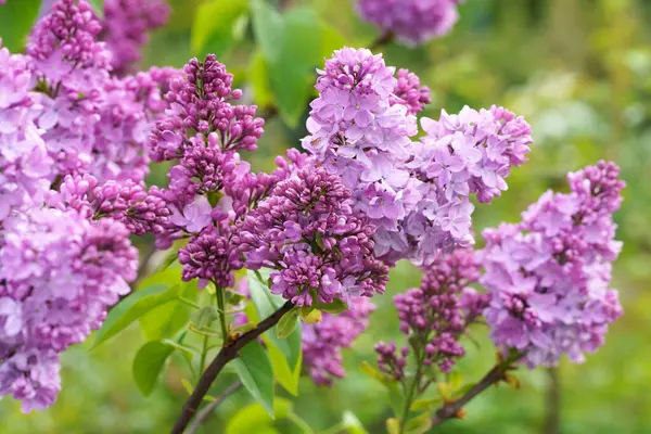 Цветки Сирени Цветочный Фон Натуральный Источник Красивое Фиолетовое Растение Розовый — стоковое фото