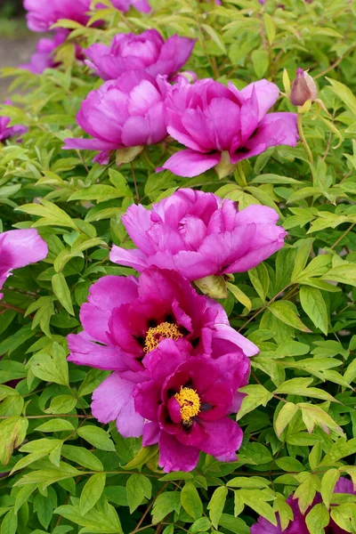 tree peony. Pink Flower of Tree Peony Blooming in the garden. Beautiful Petals of Paeonia sect.