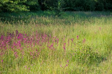 İvan çayı, Haziran 'da güneşli bir günde ormandaki bir çayırda çiçek açar. Güzel kır çiçekleri arka planı. Yaz doğası.