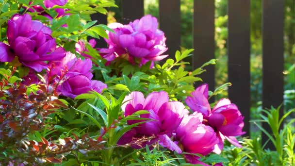 Peonía Árbol Pink Flower Tree Peony Floreciendo Jardín Hermosos Pétalos — Vídeos de Stock