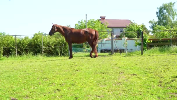 Kuda Coklat Desa Dekat Rumah Rumah Ingin Dilepaskan Padang Rumput — Stok Video