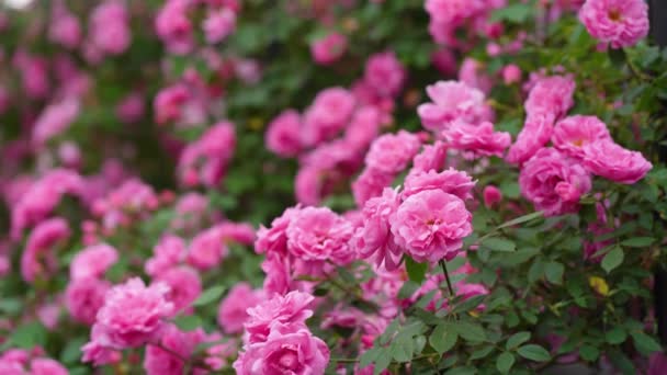 Belle Rose Rouge Sur Fond Noir Pétales Fleurs Rose Rose — Video