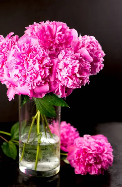 Όμορφη Ροζ Παιώνια Ανθισμένο Παιώνι Λουλούδι Είναι Ανοιχτό Κοντινό Πλάνο — Φωτογραφία Αρχείου