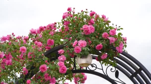 Rosas Rosadas Florecientes Jardín Matutino Flores Blancas Frescas Florecen Hojas — Vídeo de stock