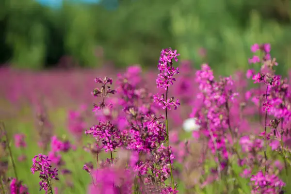Пчелы Собирают Пыльцу Розовых Цветах Чая Ивана Цветущей Салли Фейерверка — стоковое фото