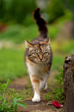 Evcil kedi bahçede yürüyor. Serada üç renkli bir kedi yürüyor.