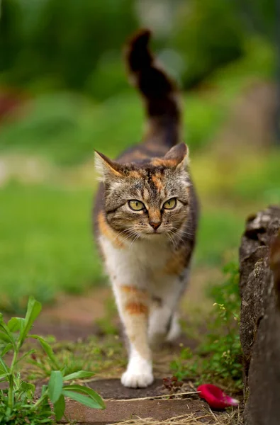 domestic cat walks in the garden. A tricolor cat walks in a greenhouse.