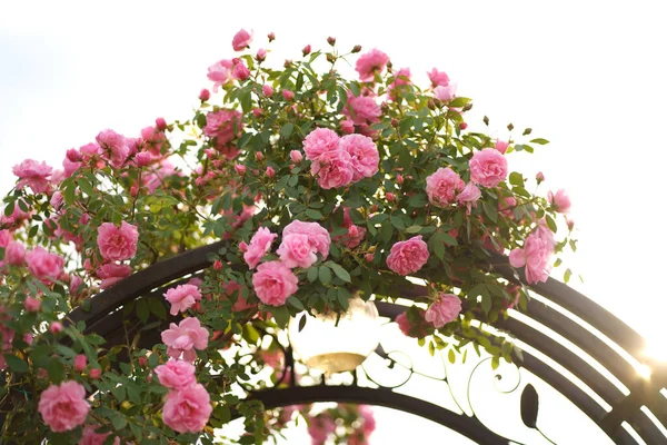 Rose Curly Climbing Grows Metal Arch Support Vegetation Landscape Design Royalty Free Stock Images