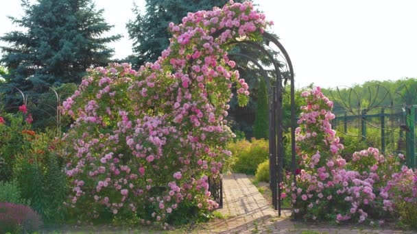 玫瑰卷曲 攀爬生长在一个金属拱上 支撑着 园林设计植物 私人庭院中的栅栏装饰 — 图库视频影像