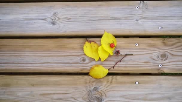 秋天的叶子和玫瑰的臀部躺在一张木制桌子上 — 图库视频影像