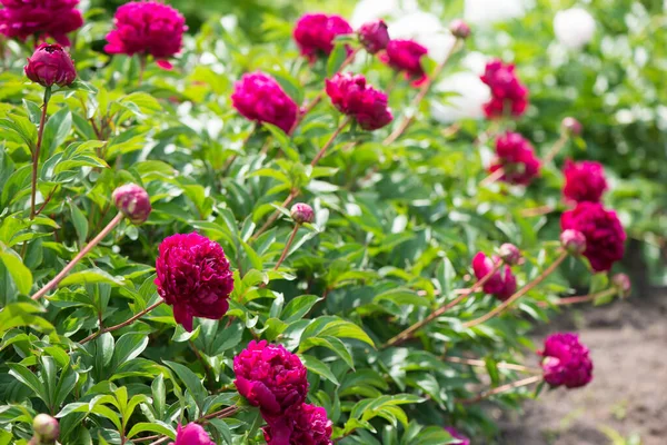 The peony is pink. Beautiful pink flowers. Many peony buds. Flower grove. Home garden with lush peonies.