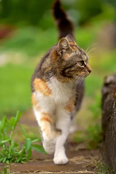 domestic cat walks in the garden. A tricolor cat walks in a greenhouse.