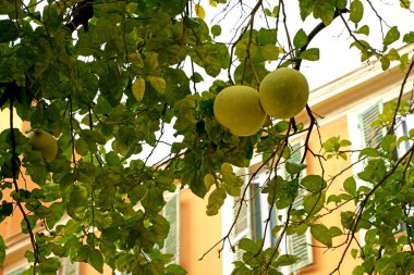 Pomelo ağacı yeşil meyvesi yakın plan bir dalda. Ya da yeşil greyfurt. Bahçede narenciye topluyorum.