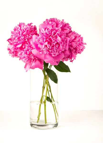 Όμορφη Ροζ Παιώνια Ανθισμένο Λουλούδι Παιώνιας Είναι Ανοιχτό Κοντινό Γάμος — Φωτογραφία Αρχείου