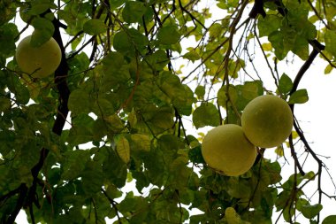 Pomelo ağacı yeşil meyvesi yakın plan bir dalda. Ya da yeşil greyfurt. Bahçede narenciye topluyorum.