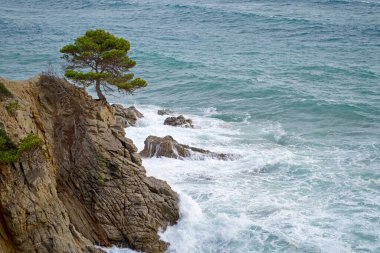 Kayalarda büyüyen çam ve deniz. Güzel deniz dalgaları. Lloret de Mar plajı. İspanya. Costa Brava plajları. Su dokusu.
