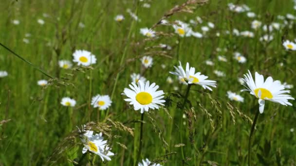 Pole Białe Stokrotki Wiatr Kołysząc Zbliżenie Biały Kwitnący Rumianek Kwiaty — Wideo stockowe