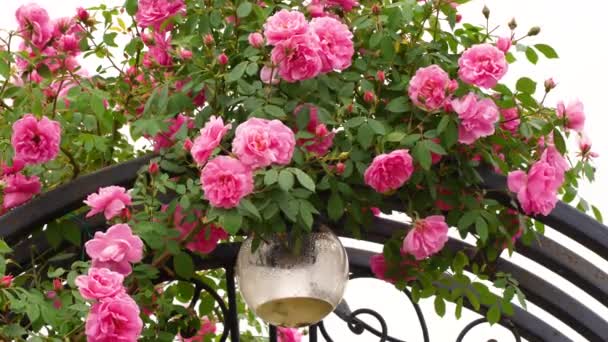 Floraison Rose Rosier Dans Jardin Matin Fleurs Blanches Fraîches Fleurissent — Video