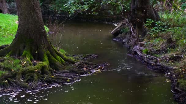 Быстрый Поток Воды Движется Среди Корней Стволов Ветвей Деревьев — стоковое видео