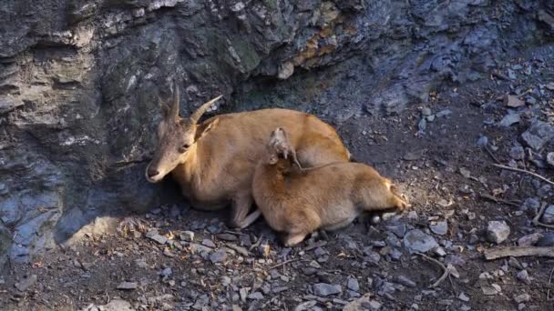 岩の上に休憩する美しい山羊 動物園で プラハ チェコ — ストック動画