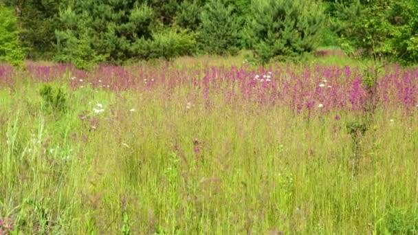 Bijen Verzamelen Stuifmeel Roze Bloemen Van Ivan Thee Bloeiende Sally — Stockvideo
