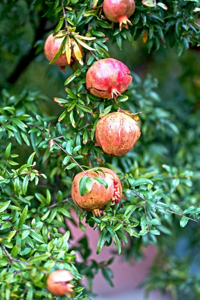 Красные Спелые Гранатовые Плоды Растут Гранатовом Дереве Саду Плоды Пуники — стоковое фото
