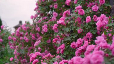 Siyah arka planda güzel kırmızı bir gül. Çiçek açan pembe gül yaprakları, yakın plan. Tatil, aşk, doğum günü. Bud yakın plan..