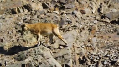 Güzel dağ keçisi kayanın üzerinde dinleniyor. Hayvanat bahçesinde. Prag, Çek Cumhuriyeti