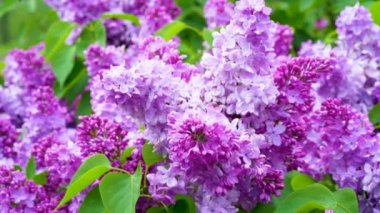 Parlak gün ışığında açan güzel leylak. Rüzgarda sallanan büyüleyici menekşe çiçeklerinin sakin manzarası. Ilık bahar gününde sakin leylak dalı.