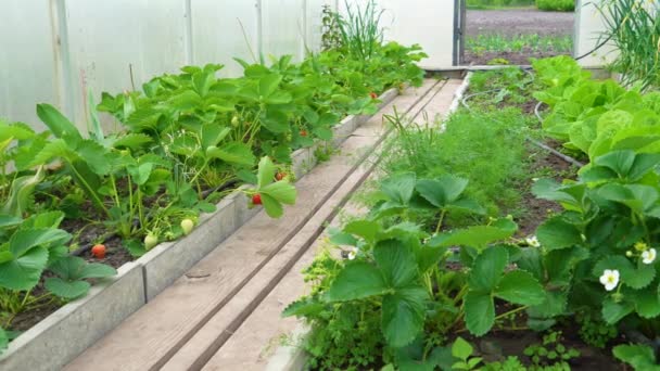 温室ガーデンでのオーガニック新鮮な熟したイチゴの収穫 農業温室 有機農業 ベリー フルーツ栽培 — ストック動画
