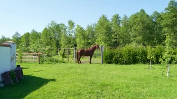 Καφέ Άλογο Ένα Χωριό Κοντά Στα Σπίτια Θέλει Απελευθερωθεί Στο — Αρχείο Βίντεο