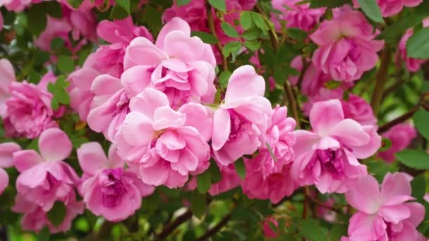 爬玫瑰 布什的玫瑰盛开了 灌木玫瑰灌木玫瑰是将具有同一种结构灌木的植物结合在一起的一类植物 — 图库视频影像