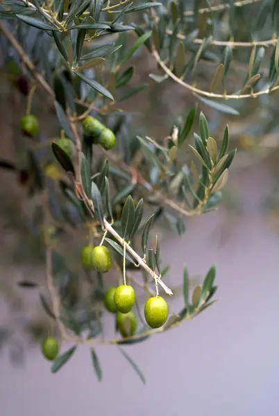 Olive trees garden. Mediterranean olive field ready for harvest. Italian olive's grove with ripe fresh olives. Fresh olives. Olive farm.