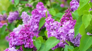 Ilık bahar gününde sakin bir leylak dalı. Parlak güneş ışığında açan güzel leylak. Rüzgarda sallanan büyüleyici menekşe çiçeklerinin sakin manzarası. Çiçek konsepti