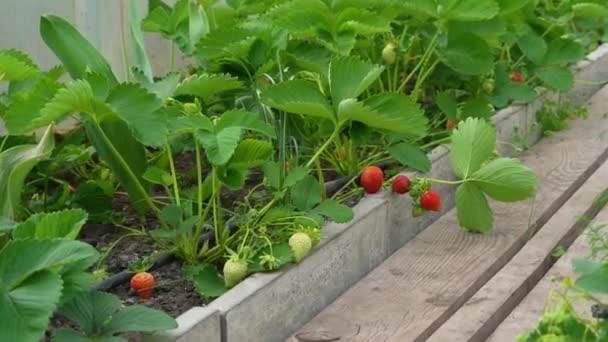 Bio Frische Reife Erdbeeren Gewächshausgarten Landwirtschaftliches Gewächshaus Biologischer Anbau Beeren — Stockvideo