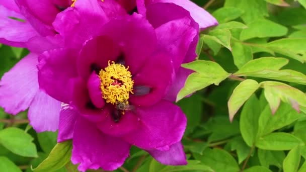 Egy Bazsarózsa Nagy Rózsaszín Virágait Világítja Meg Nap — Stock videók