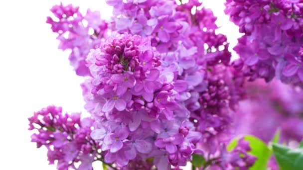 明るい太陽の光で咲く美しいライラック 風に揺れている魅力的なヴァイオレットの花のトランキルビュー 暖かい春の日にカルムライラック支店 — ストック動画