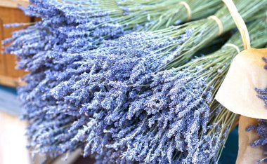Frenli kurutulmuş lavanta çiçekleri, lamiaceae naneli aile bitkisi. Açık mor renk. Küçük doğal mor elementlerin deseni. Aromatik Akdeniz ürünü.