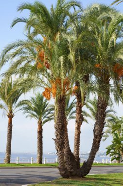 France, güzel. Ekim 2023. Palmiye ağaçları, güzel set. Ünlü Promenade des Anglais setinin resimli görüntüsü