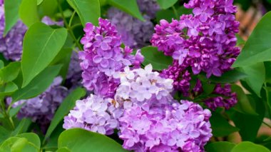 Parlak gün ışığında açan güzel leylak. Rüzgarda sallanan büyüleyici menekşe çiçeklerinin sakin manzarası. Ilık bahar gününde sakin leylak dalı.