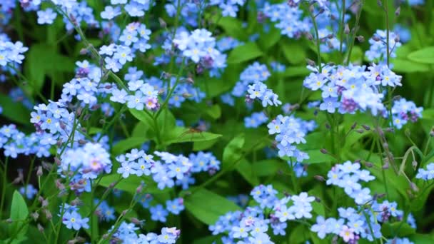 Felejts Virágozz Makró Élénk Zöld Levelekkel Nap Sugaraiban Kék Virágok — Stock videók