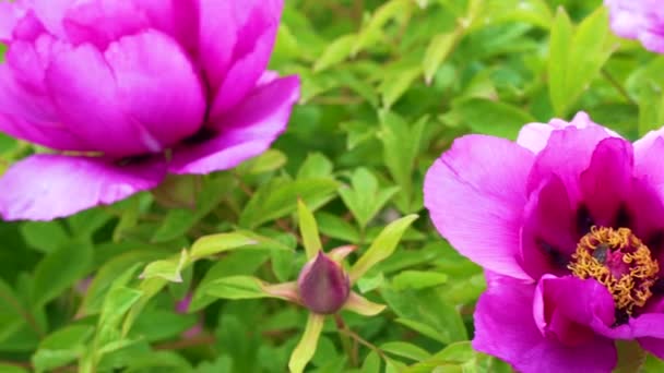 Egy Bazsarózsa Nagy Rózsaszín Virágait Világítja Meg Nap — Stock videók