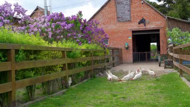 Beautiful Courtyard Decorated Hedge Hydrangeas Lilacs Raising Chickens Private Farm — Stock Video