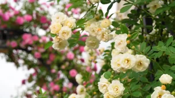 朝の庭で咲くバラが咲きました 緑の葉に咲く新鮮な白い花 — ストック動画